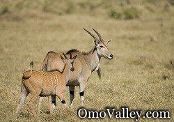 Elands in Southern Ethiopia